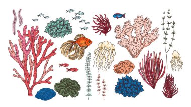 Deniz altı dünyası, mercan resifi. Vektör izole çizimler. Tasarım ögeleri