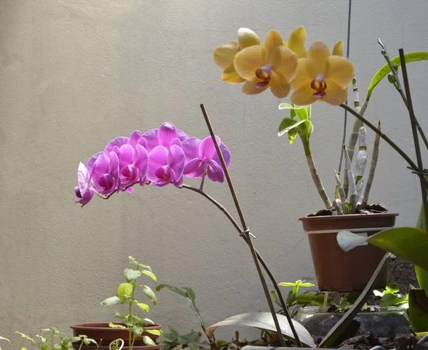 Orchids flower in yellow and blue in home garden with vases with other tropicia flowers. Brazil, South America