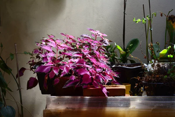 Coleus plant or Hurt Heart, in home garden, home planting in black pot with various plants, Brazil, South America, selective focus and natural lighting