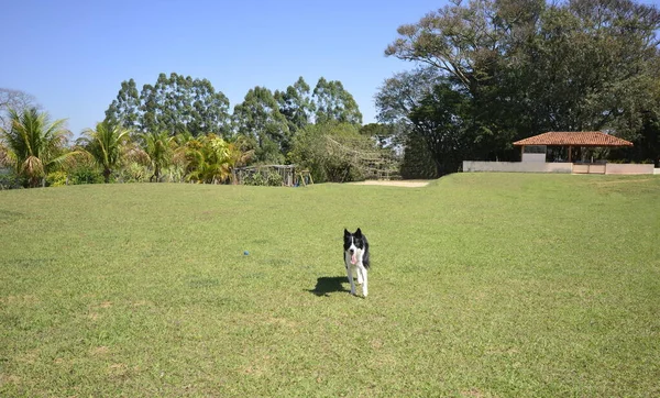 边境科利跑来跑去 舌头伸出 厌倦了玩耍 在干枯的草坪上巴西 房屋和树木背景 — 图库照片