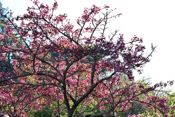 Kirschblütenparty Kirschbaumdetails Zoom Foto Abstrakter Stil Szenenhintergrund — Stockfoto