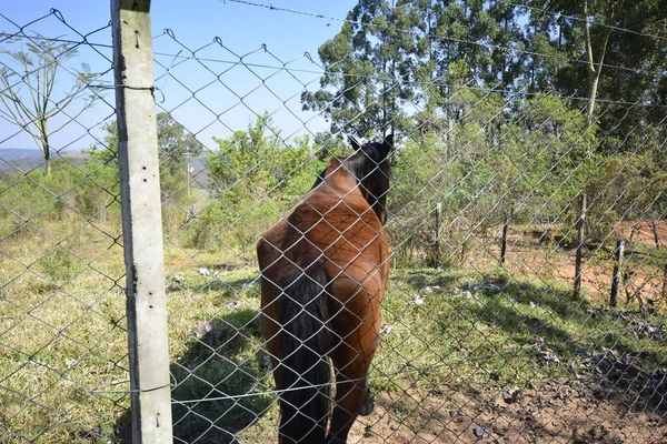 马或母马 牧场上的动物 钢丝栅栏保护 蓝天背景巴西 南美洲 广角照片 后视镜 — 图库照片