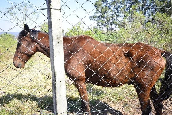 Caballo Yegua Animal Pasto Valla Alambre Como Protección Poste Hormigón —  Fotos de Stock