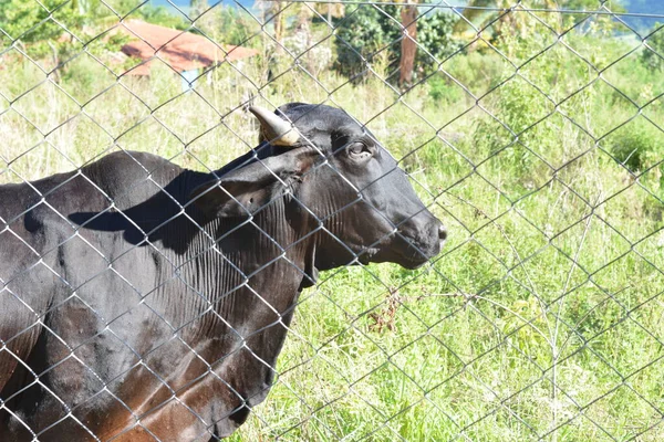 ブラジルの牛農場での牛の放牧 晴れた日の緑のフィールドでの放牧 ブラジル南アメリカ サイドビュー ガードレールによって保護されています — ストック写真