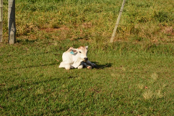 在南美洲的一个牧场上休息的小白牛犊 — 图库照片