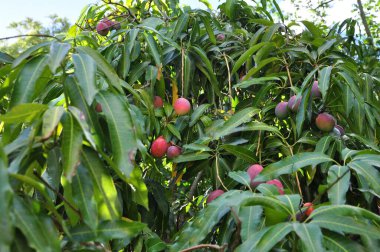 Mangolu ağaç, yapraklı bir ağaçta Brezilya 'dan tropikal meyve, neredeyse olgun mangolar, Brezilya' da yaz mevsimi, Güney Amerika