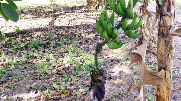 Banane Hängende Grüne Früchte Brasilien Südamerika Bauernhof Selektiver Fokus — Stockfoto