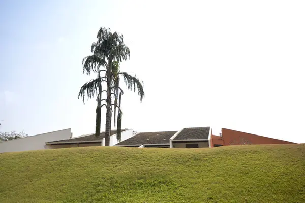 Тло Трави Квартири Елітному Курорті Зеленій Природі Зима Бразилії Панорамний — стокове фото