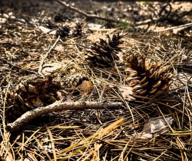 Bahar geliyor, her ne kadar manzara kuru ve sonbahar gibi görünse de -- Bulgar dağ bölgesindeki ağaçların altına çam kozalakları saçılmış durumda.
