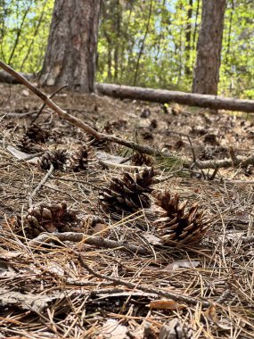 Bahar geliyor, her ne kadar manzara kuru ve sonbahar gibi görünse de -- Bulgar dağ bölgesindeki ağaçların altına çam kozalakları saçılmış durumda.