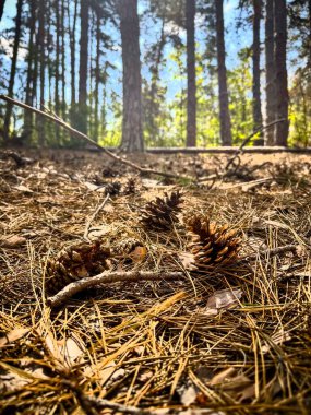 Bahar geliyor, her ne kadar manzara kuru ve sonbahar gibi görünse de -- Bulgar dağ bölgesindeki ağaçların altına çam kozalakları saçılmış durumda.