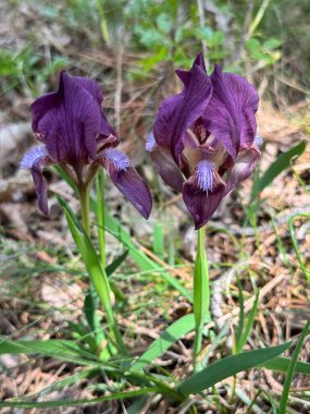 Bulgaristan 'ın Balkan sıradağlarının eteklerindeki bir parkta çiçek açan yabani iris çiçeğine yakın plan