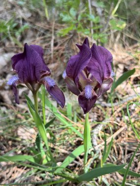 Bulgaristan 'ın Balkan sıradağlarının eteklerindeki bir parkta çiçek açan yabani iris çiçeğine yakın plan