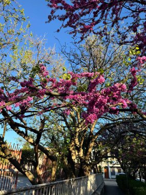 Bahar mevsimidir. Kazanlak şehrinde çiçek açan bir ağaçta pembe çiçekler açar.