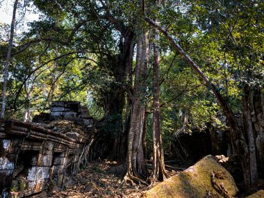 Kamboçya ormanlarındaki antik bir tapınağın kalıntıları üzerinde büyüyen dev bir ağaç. 