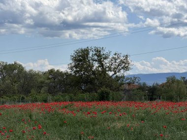 Parlak kırmızı gelinciklerden oluşan bir tarla - canlı çiçekler gökyüzü ve çevresindeki bitki örtüsüyle çelişiyor.