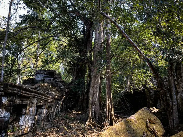 Kamboçya ormanlarındaki antik bir tapınağın kalıntıları üzerinde büyüyen dev bir ağaç. 
