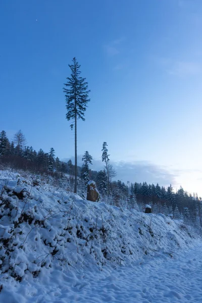 stock image Lonely tree in the middle of snowy mountains