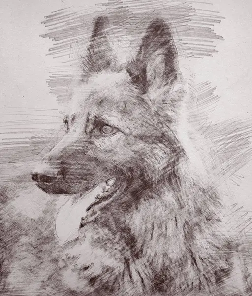 Уголь Графитовый Рисунок Эльзасской Собаки Торчащим Языком — стоковое фото