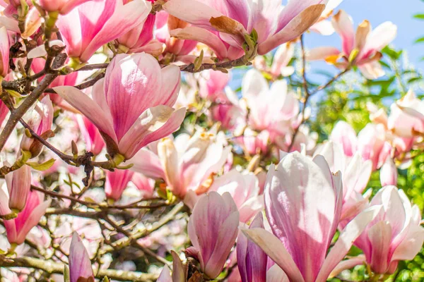 Several flowers of a magnolia, Magnolia  soulangeana, Tulpen-Magnolie, in a german garden at spring time