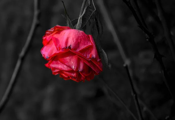 Macro Shot Uma Rosa Vermelha Ligeiramente Seca Rosaceae Outono Frente Fotografias De Stock Royalty-Free