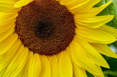 Parlak sarı bir ayçiçeğinin (Helianthus annuus).
