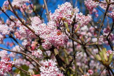 View to the pink flowers of a viburnum tree.