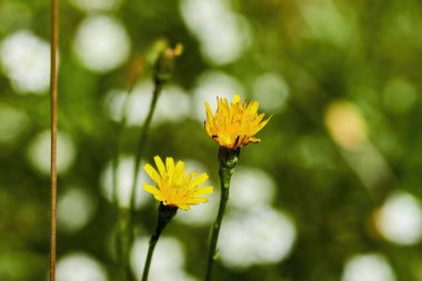 Close-up of two yellow hawkbits (Leontodon) in front of a green and white background.  