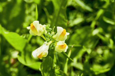 Close-up of yellow snapdragons (Antirrhinum) in front of a green background.