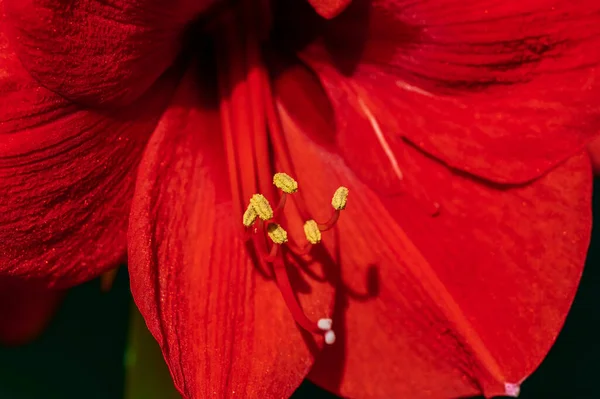 Macro Shot Amaryllis Rouge Amaryllidaceae Avec Pollen Jaune — Photo