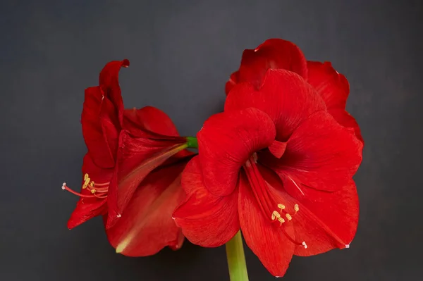 Bouquet Amaryllis Rouge Amaryllidaceae Devant Fond Gris — Photo