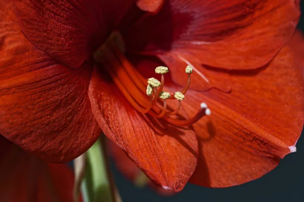 Makro Záběr Červené Amaryllis Amaryllidaceae Žlutým Pylem — Stock fotografie