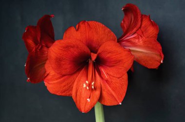 Gri arkaplan önünde kırmızı Amaryllis (Amaryllidaceae) buketi.