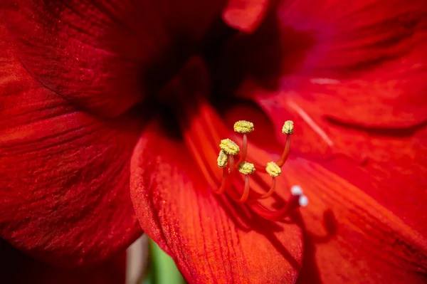 Макро Снимок Красного Amaryllis Amaryllidaceae Жёлтой Пыльцой — стоковое фото