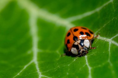 Sarmaşık yaprağında oturan uğur böceğinin makro görüntüsü..