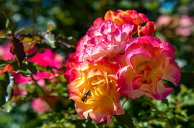 Tamamen açılmış pembe ve sarı bir gülün (rosaceae) makro çekimi üzerinde bir arı oturuyor..