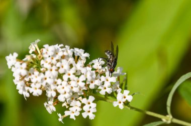Beyaz bir buddleia çiçeğinin üzerine tünemiş bir sineğin makro çekimi (Calliphoridae).