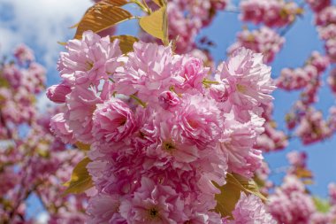 Japon kiraz ağacının güneş ışığında açtığı pembe çiçeklerin makro görüntüsü..