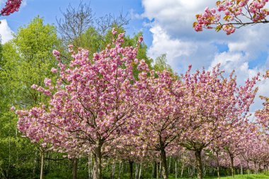 Japon kiraz ağaçları bulvarı, Japonya tarafından Berlin ve Brandenburg arasındaki eski duvarda Almanya 'nın yeniden birleşmesine bağışlandı..