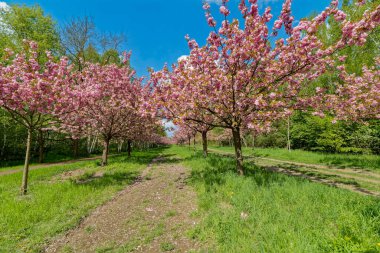 Japon kiraz ağaçları bulvarı, Japonya tarafından Berlin ve Brandenburg arasındaki eski duvarda Almanya 'nın yeniden birleşmesine bağışlandı..