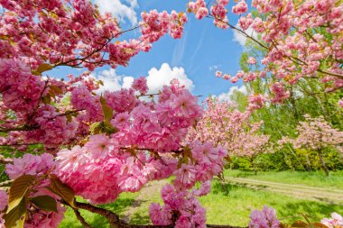 Güneş ışığında Japon kiraz ağacının pembe çiçekleriyle dolu bir dal..