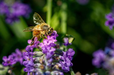 Lavandula angustifolia) yabani bir otlakta lavanta (Apis).