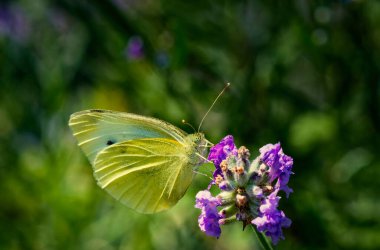 Lavandula angustifolia üzerine (Gonepteryx rhamni) yabani otlakta Brimstone Kelebeği (Gonepteryx rhamni).