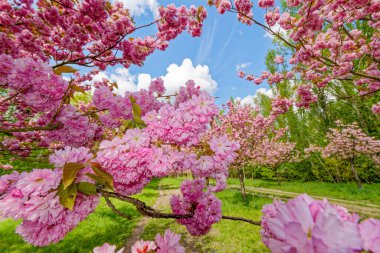 Japon kiraz ağacının güneş ışığında açtığı pembe çiçeklerin makro görüntüsü..