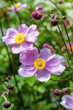 Parlak pembe bir yüksük otunun (Anemone hupehensis) makro çekimi güneşte.