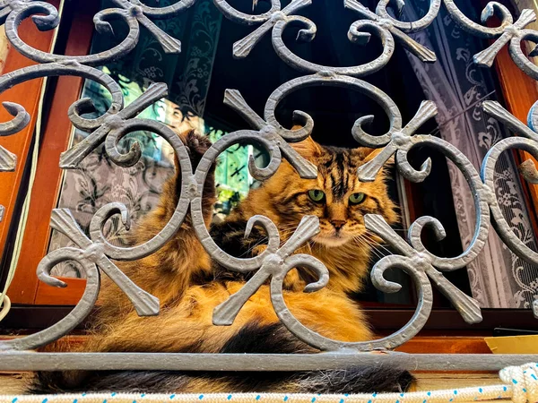 Pomarańczowy Kot Siedzący Przy Oknie Patrzący Przez Ozdoby Metalowej Kratki — Zdjęcie stockowe