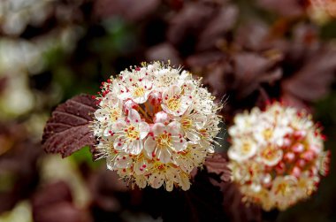 Sıradan bir dokuz kabuğunun kırmızı ve beyaz çiçeklerine yakın plan (Physocarpus opulifolius).