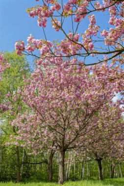Japonya tarafından Almanya 'nın yeniden birleşmesine bağışlanan Japon kiraz ağacı, Berlin ve Brandenburg arasındaki eski duvarda..