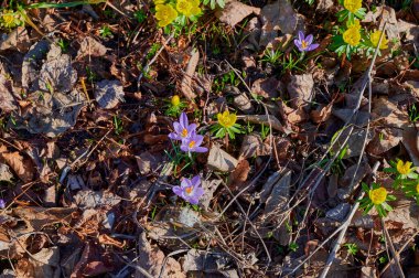 Yellow winter aconite (Eranthis hyemalis) and lilac crocus between dry foliage.