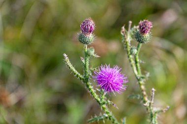 Pembe bir devedikeni çiçeğinin makro çekimi.